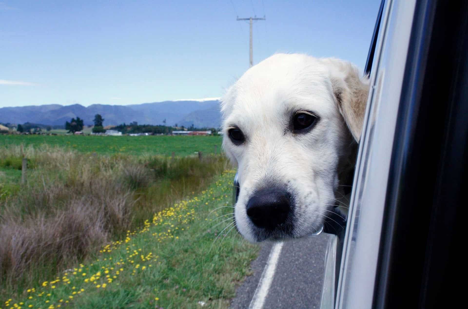 dog with head out the window