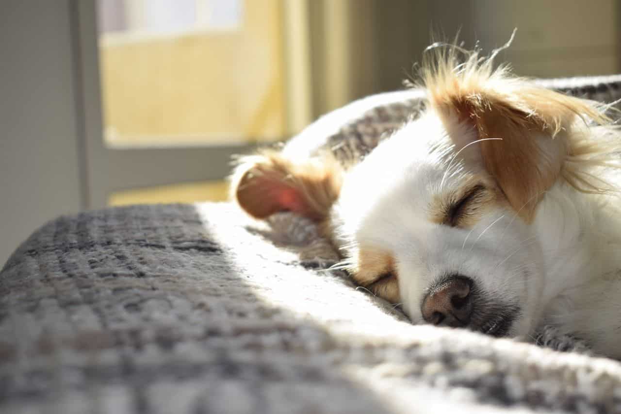 cute dog sleeping