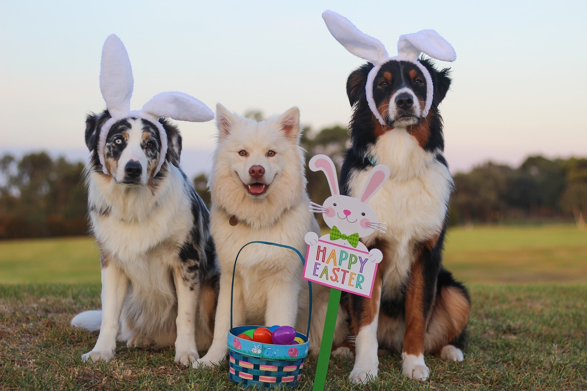 three dogs wearing easter bunny ears