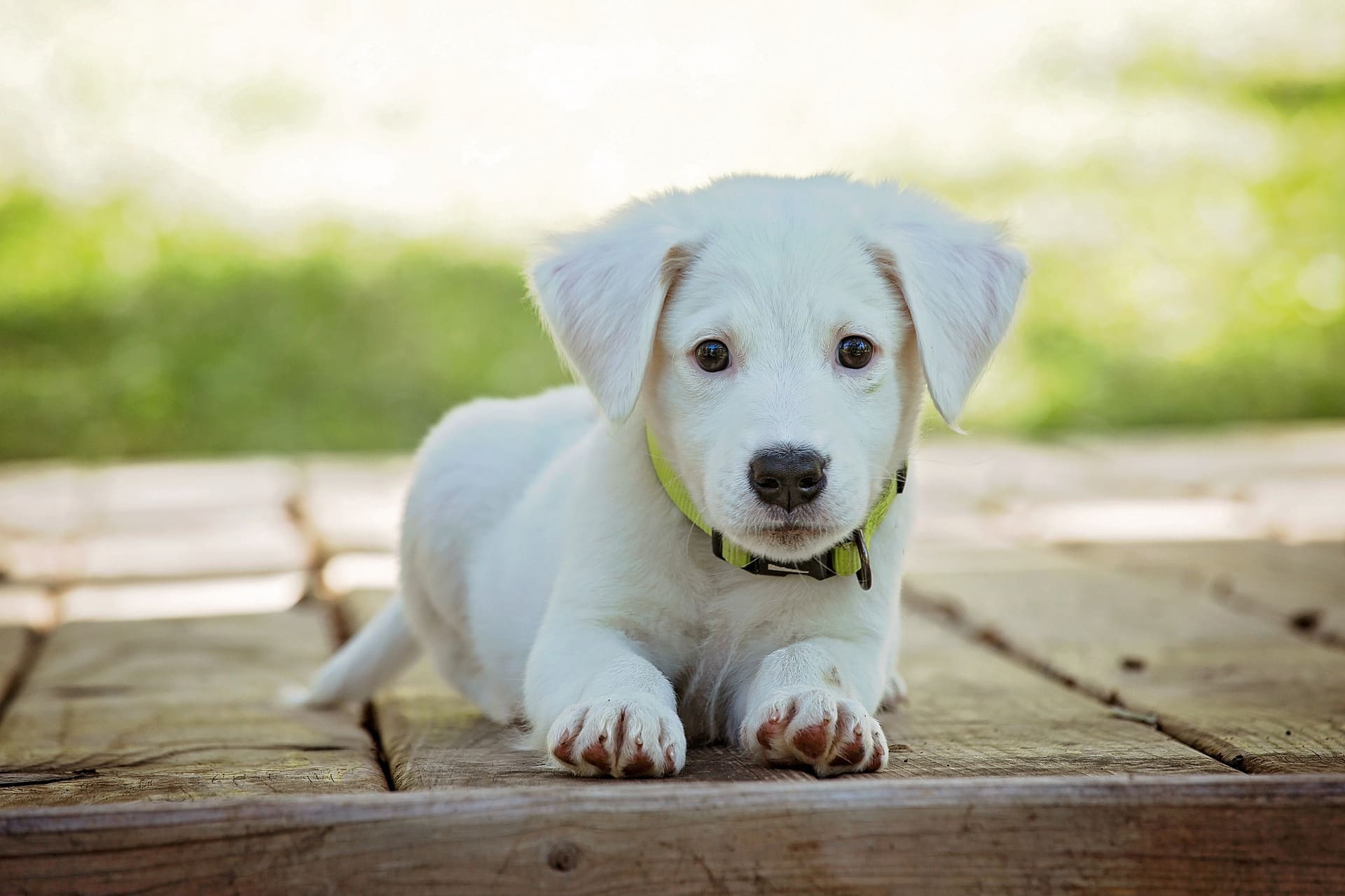 Labrador puppy laying on deck