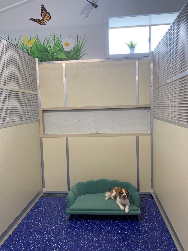 Dog Accommodation - Northshore Pet Resort