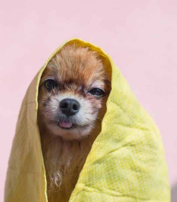 Dog towel after bath and stayed in the towel